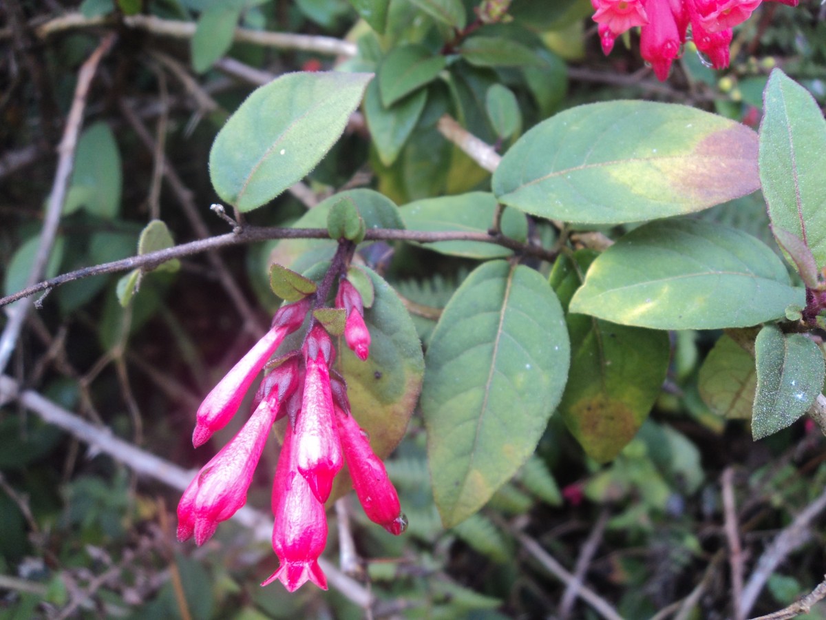 Cestrum elegans (Brongn. ex Neumann) Schltdl.